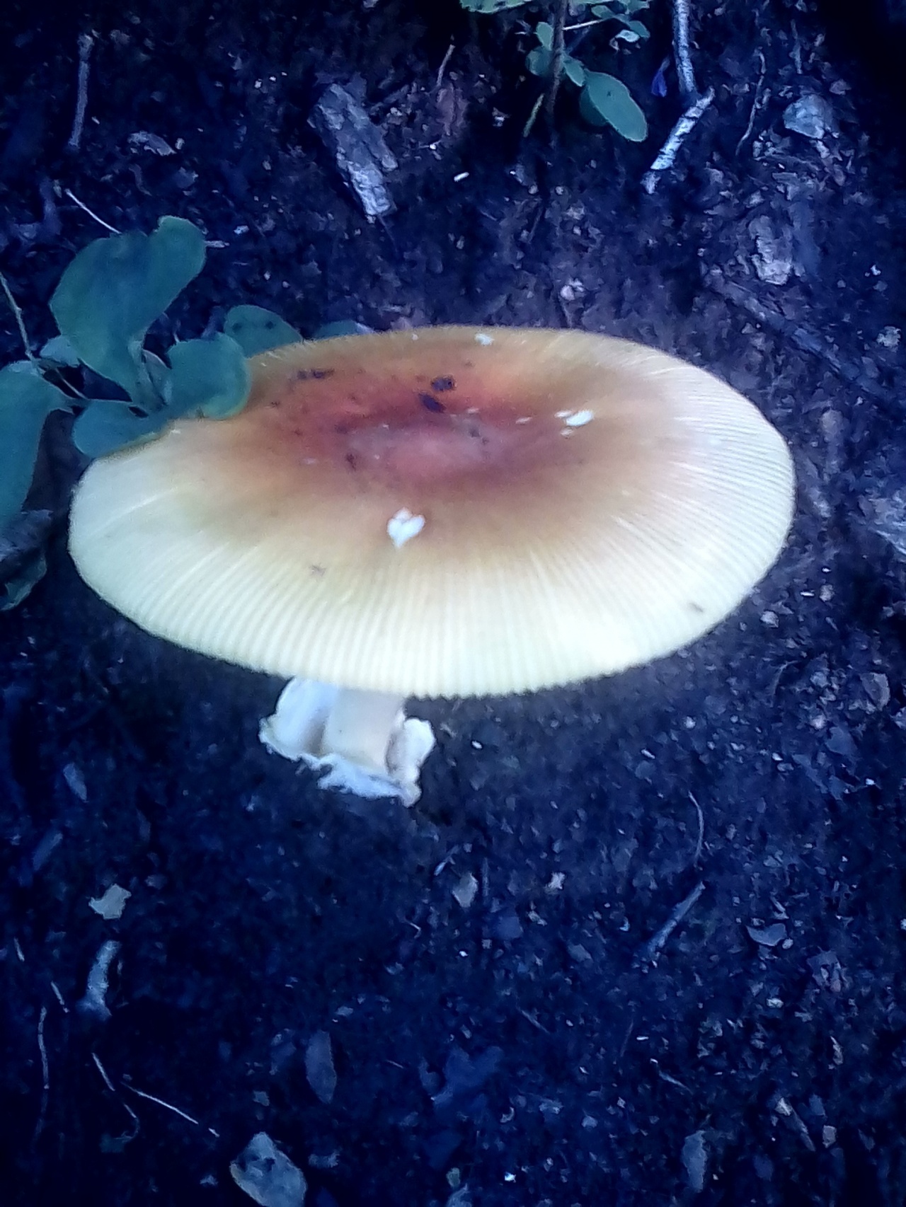 Цезарский гриб дальневосточный - Amanita caesareoides