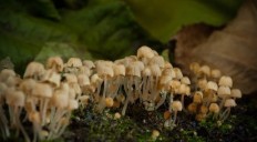 Видео: Как растут грибы
