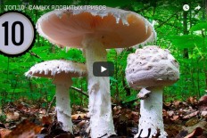 Видео: Самые ядовитые грибы