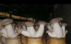 Видео: Выращивание грибов в домашних условиях