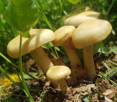 Полевик ранний (Agrocybe praecox)