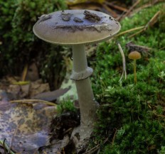 Мухомор порфировый (Amanita porphyria)