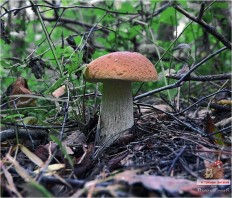 Можно ли грибы беременным