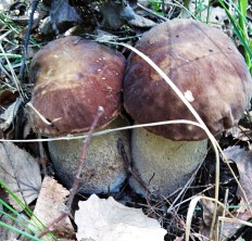 Белый гриб сетчатый (Boletus reticulatus)