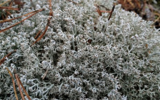Кладония оленья (Cladonia rangiferina)