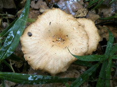 Говорушка ребристая (Clitocybe costata)