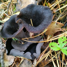 Лисичка черная