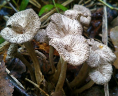 Вороночник извилистый