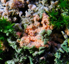 Эритрициум оранжевый