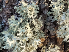 Эверния сливовая