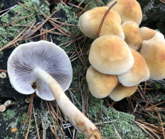 Опёнок серопластинчатый (Hypholoma capnoides)