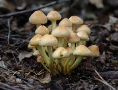 Ложноопёнок серно-жёлтый (Hypholoma fasciculare)