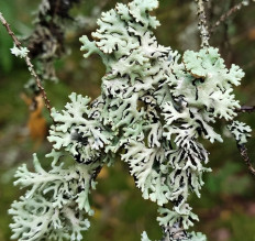 Гипогимния вздутая