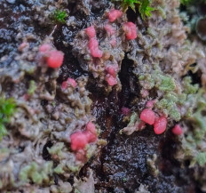 Иллоспориопсис Кристиансена