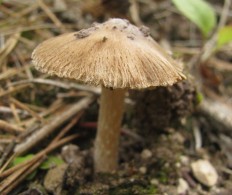 Волоконница трещиноватая (Inocybe rimosa)