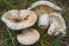 Млечник Бертильона (Lactifluus bertillonii)