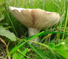 Ложносвинуха рядовковидная (Leucopaxillus lepistoides)