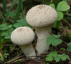 Дождевик съедобный (Lycoperdon perlatum)