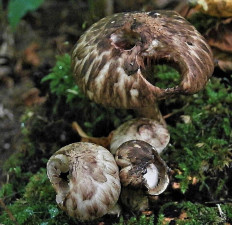 Псатирелла пятнистая (Psathyrella maculata)