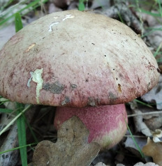 Боровик ле Галь (Rubroboletus legaliae)