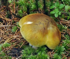 Рядовка овернская (Tricholoma arvernense)