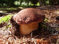 Белый гриб сосновый (Boletus pinophilus)