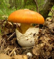 Цезарский гриб (Мухомор цезаря) (Amanita caesarea)
