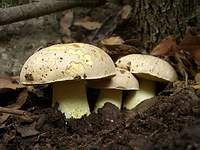 Полубелый гриб (Hemileccinum impolitum)