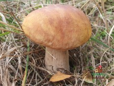 Белый гриб (Boletus edulis)