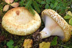 Груздь бахромистый (Lactarius citriolens)