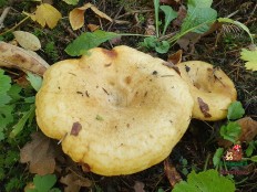 Груздь жёлтый (Lactarius scrobiculatus)