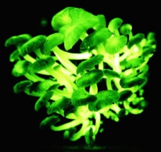 Биолюминесцентные грибы
