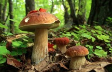Скоро грибной сезон: как правильно собраться в лес и вернуться с полной корзинкой