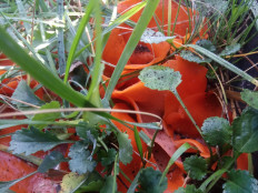 Алеврия оранжевая (Aleuria aurantia)