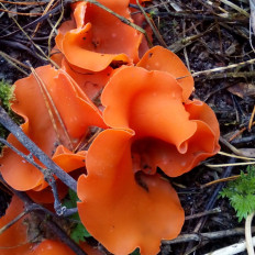 Алеврия оранжевая (Aleuria aurantia)