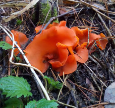 Алеврия оранжевая (Aleuria aurantia)