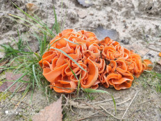 Алеврия оранжевая (Aleuria aurantia)