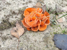 Алеврия оранжевая (Aleuria aurantia)