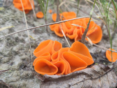 Алеврия оранжевая (Aleuria aurantia)