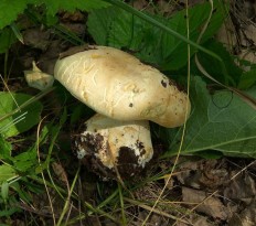 Белосвинуха трёхцветная (Leucopaxillus tricolor)