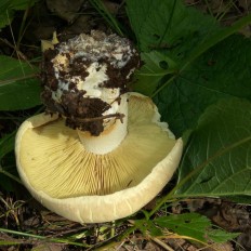 Белосвинуха трёхцветная (Leucopaxillus tricolor)