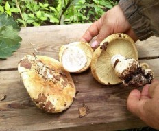 Белосвинуха трёхцветная (Leucopaxillus tricolor)