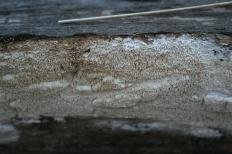 Белый домовой гриб (Amyloporia sinuosa)