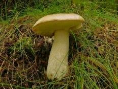 Белый гриб берёзовый (Boletus betulicola)