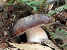 Белый гриб бронзовый (Boletus aereus)