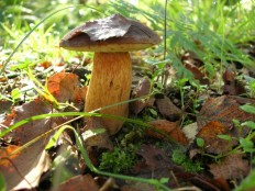 Белый гриб бронзовый (Boletus aereus)