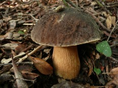 Белый гриб бронзовый (Boletus aereus)