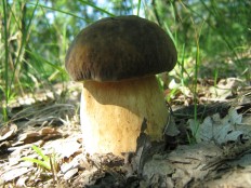 Белый гриб бронзовый (Boletus aereus)