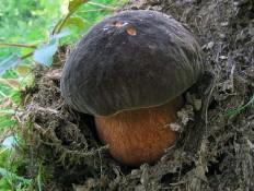 Белый гриб бронзовый (Boletus aereus)