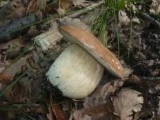 Белый гриб дубовый (Боровик сетчатый) (Boletus reticulatus)